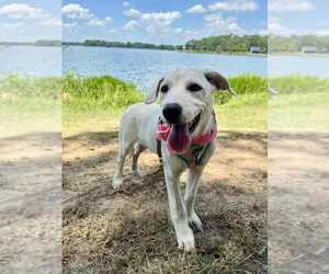 Great Pyrenees-Unknown Mix Dogs for adoption in FRAMINGHAM, MA, USA