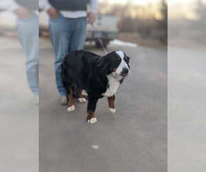 Bernese Mountain Dog Dogs for adoption in Sioux Falls, SD, USA