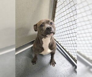 Mutt Dogs for adoption in Glen Allen, VA, USA