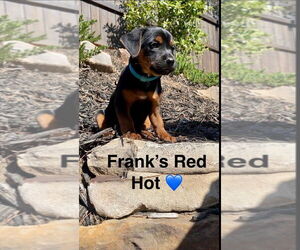 Mutt Dogs for adoption in Ball Ground, GA, USA
