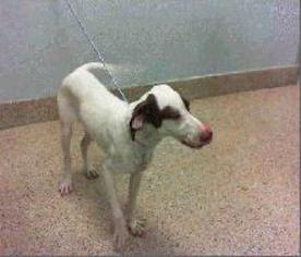 Pointer Dogs for adoption in Bronx, NY, USA