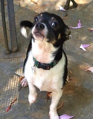 Rat Terrier-Unknown Mix Dogs for adoption in Issaquah, WA, USA