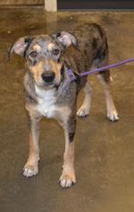 Small Catahoula Leopard Dog-Collie Mix