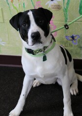 Medium Photo #1 Coonhound-Pointer Mix Puppy For Sale in Waynesboro, PA, USA