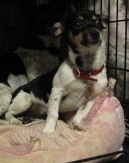 Jack Chi Dogs for adoption in Fredericksburg, VA, USA