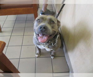 American Pit Bull Terrier Dogs for adoption in Ocala, FL, USA