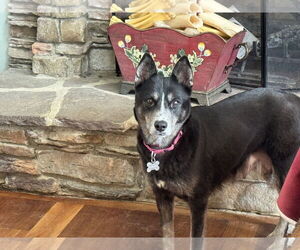 Siberian Husky-Unknown Mix Dogs for adoption in Holly Springs, NC, USA