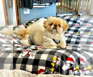 Pekingese Dogs for adoption in Minneapolis, MN, USA