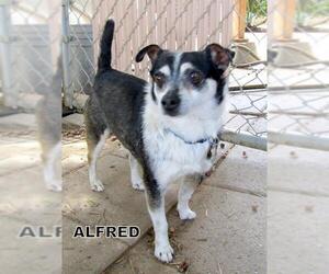 Rat-Cha Dogs for adoption in Lindsay, CA, USA