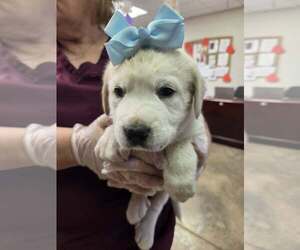 Golden Labrador Dogs for adoption in SHERBURNE, NY, USA