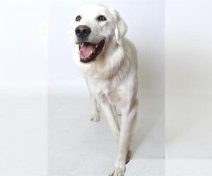 Great Pyrenees Dogs for adoption in Fruit Heights, UT, USA