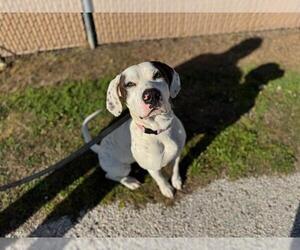 Labrador Retriever Dogs for adoption in Ocala, FL, USA