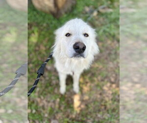 Great Pyrenees Dogs for adoption in Spring, TX, USA