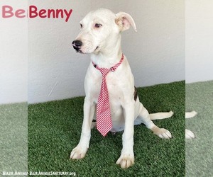 American Pit Bull Terrier-Unknown Mix Dogs for adoption in San Diego, CA, USA