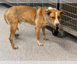 Sheprador Dogs for adoption in Houston, TX, USA