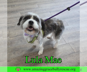 Shih Tzu-Unknown Mix Dogs for adoption in Pensacola, FL, USA
