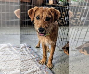 Mutt Dogs for adoption in New London, WI, USA