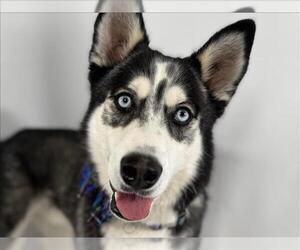 - Mix Dogs for adoption in Fort Collins, CO, USA