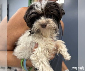 Shih Tzu-Unknown Mix Dogs for adoption in Washington, DC, USA