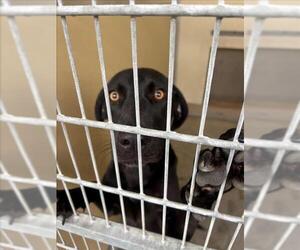 Labrador Retriever-Unknown Mix Dogs for adoption in Texas City, TX, USA