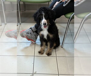 Bernedoodle Dogs for adoption in Derwood, MD, USA
