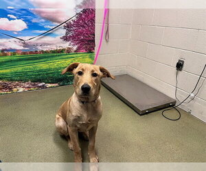 Labrador Retriever-Unknown Mix Dogs for adoption in Moreno Valley, CA, USA