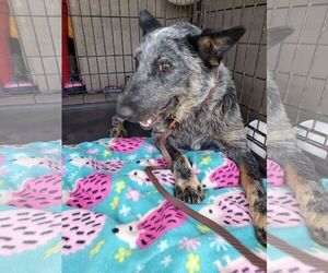 Mutt Dogs for adoption in Corpus Christi, TX, USA