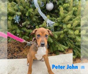 Mutt Dogs for adoption in Jenkintown, PA, USA