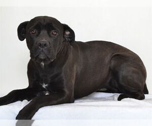 Mutt Dogs for adoption in Oroville, CA, USA