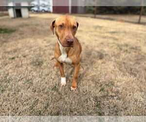 Mutt Dogs for adoption in Grovetown, GA, USA