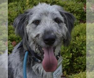 Old English Sheepdog-Poodle (Miniature) Mix Dogs for adoption in San Diego, CA, USA