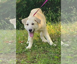 Great Pyrenees-Unknown Mix Dogs for adoption in Wetumpka, AL, USA