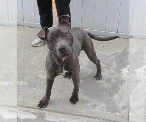 American Staffordshire Terrier Dogs for adoption in Louisville, KY, USA