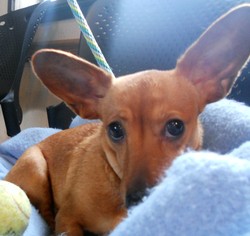 Chiweenie Dogs for adoption in Siren, WI, USA