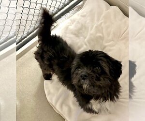 Shih Tzu Dogs for adoption in Petaluma, CA, USA