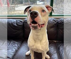 American Bulldog-Unknown Mix Dogs for adoption in Anchorage, AK, USA