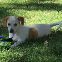 Medium Photo #1 Dachshund Puppy For Sale in Pleasant Hill, CA, USA