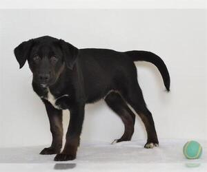 Labrador Retriever-Siberian Husky Mix Dogs for adoption in Oroville, CA, USA