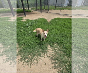 Siberian Husky-Unknown Mix Dogs for adoption in Maquoketa, IA, USA