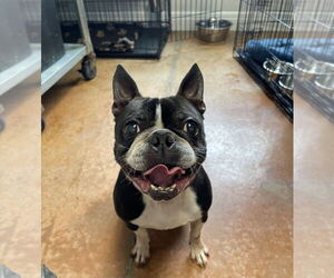 Boston Terrier Dogs for adoption in Bolivar, MO, USA