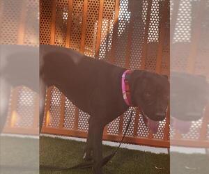 Mastiff-Unknown Mix Dogs for adoption in Las Vegas, NV, USA