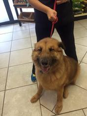 Mutt Dogs for adoption in Houston, TX, USA