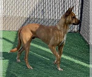 Carolina Dog-Unknown Mix Dogs for adoption in Norco, CA, USA