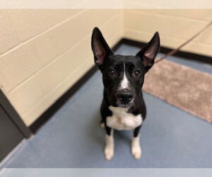 German Shepherd Dog-Unknown Mix Dogs for adoption in Denver, CO, USA