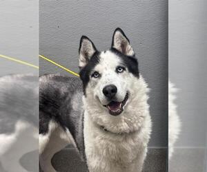 Siberian Husky-Unknown Mix Dogs for adoption in Las Vegas, NV, USA