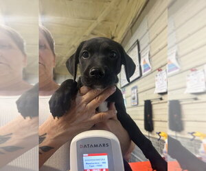 Labrador Retriever-Unknown Mix Dogs for adoption in Foristell, MO, USA