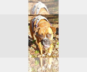 Boxer Dogs for adoption in Austin, TX, USA