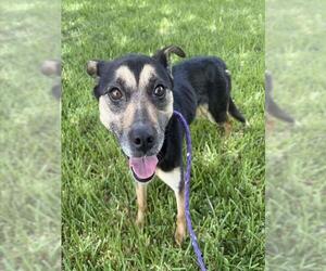 Chihuahua-Unknown Mix Dogs for adoption in Pasadena, TX, USA