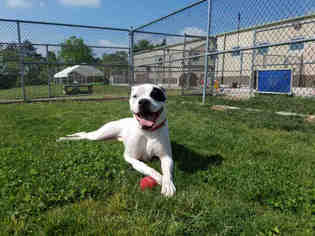 Bulloxer Dogs for adoption in Center Township, PA, USA