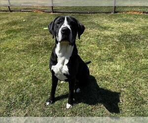 Mastiff-Unknown Mix Dogs for adoption in Grovetown, GA, USA
